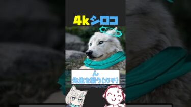 ここだけ実写版砂狼シロコにありがちなこと #ブルアカ #ブルーアーカイブ #ネタ #おもしろ #反応集