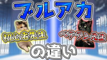 【ブルアカ】初心者先生、ベテラン先生の違い【猫ミーム】